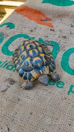 tartarughe di terra maschio con cites