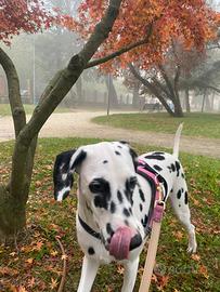 Dalmata di 2 anni