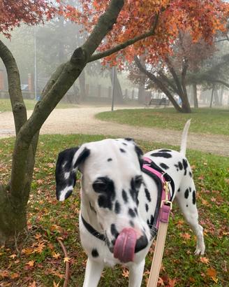 Dalmata di 2 anni