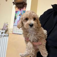Maltipoo Mini Toy albicocca