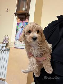 Maltipoo Mini Toy albicocca