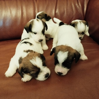 Cuccioli di jack Russell terrier pelo ruvido