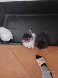 Spitz di Pomerania