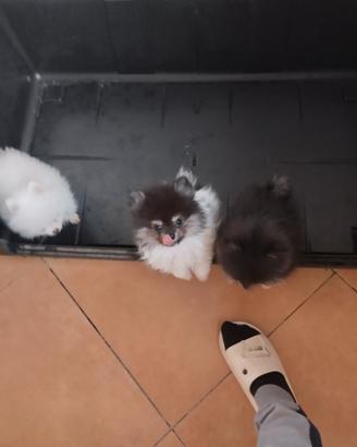 Spitz di Pomerania