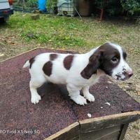 Cuccioli di springer spaniel