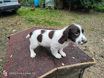 Cuccioli di springer spaniel