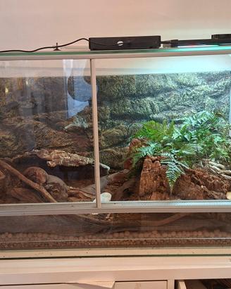teca terrario 