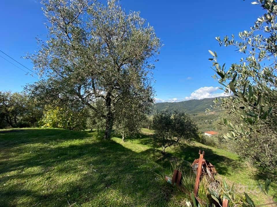 Uliveto e frutteti - Vista 4