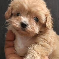 Cuccioli di maltipoo fulvi