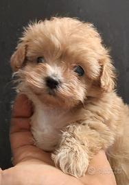 Cuccioli di maltipoo fulvi