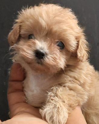 Cuccioli di maltipoo fulvi