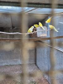 Pappagalli parrocchetti monaci