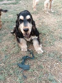 Cocker cucciolone
