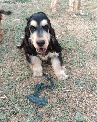 Cocker cucciolone