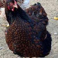 Galline e UOVA WYANDOTTE orlate blue, nere e spash