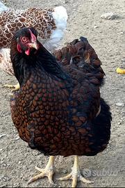 Galline e UOVA WYANDOTTE orlate blue, nere e spash