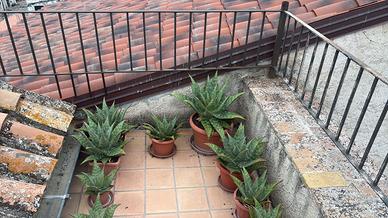 Piantine di aloe