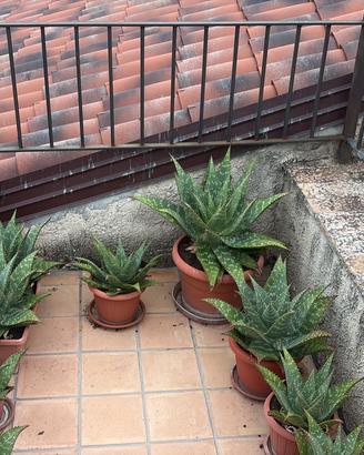 Piantine di aloe