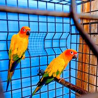 Pappagalli conuro del sole