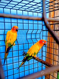 Pappagalli conuro del sole