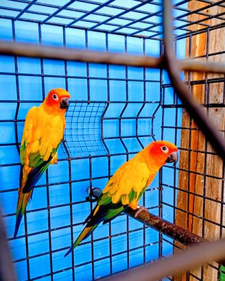 Pappagalli conuro del sole