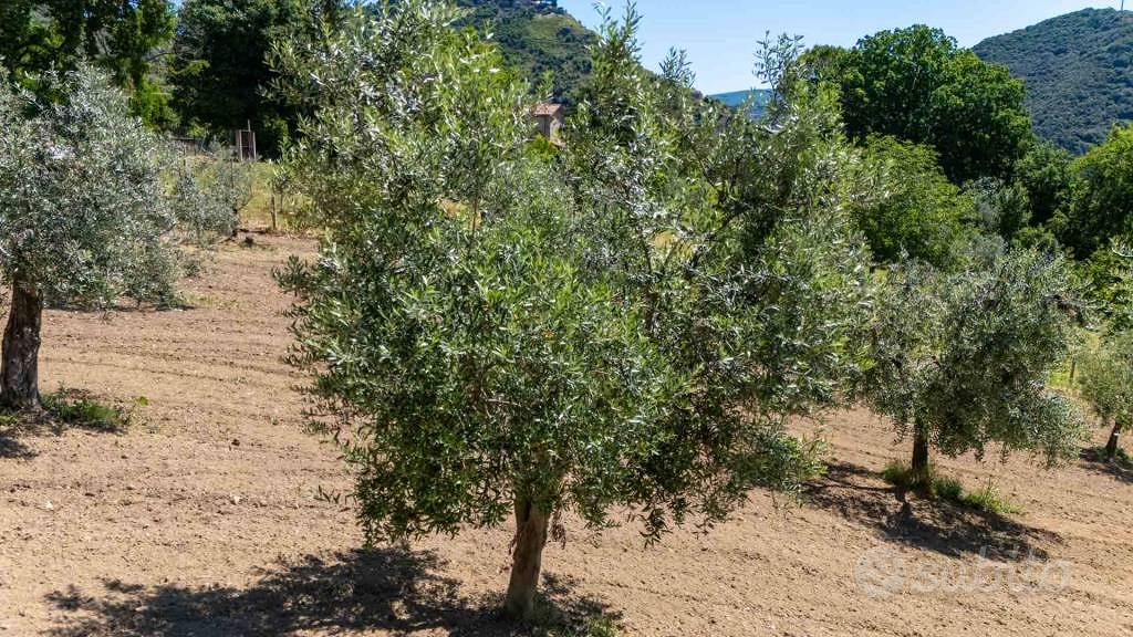 Terreno di 5330 m² a Salisano - Vista 6