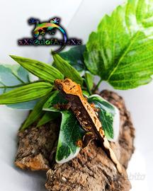 Ciliatus / Geco Crestato ID: HB