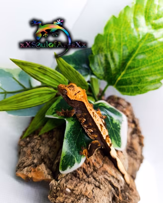 Ciliatus / Geco Crestato ID: HB