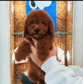 Cucciolo di barboncino nano