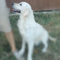 Golden Retriever giovane Stallone