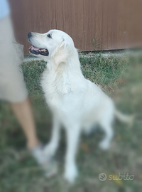 Golden Retriever giovane Stallone