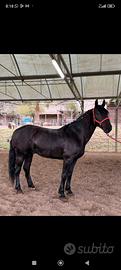Cavallo