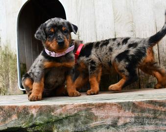 Cuccioli BEAUCERON arlecchino
