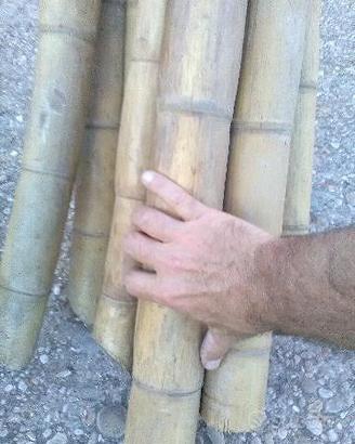 CANNE DI Bambù Phyllostachys edulis lunghe 4 metri