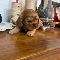 Cucciolo di cavalier king rubin con pedigree