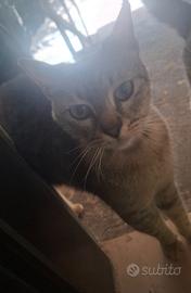 Gattini con mamma