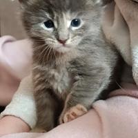 ??Maine Coon con pedigree AfEf ??