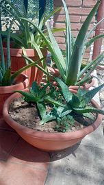 Aloe vera varie misure