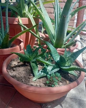 Aloe vera varie misure