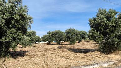 ? Splendido Uliveto di 1,71 Ettari a Statte