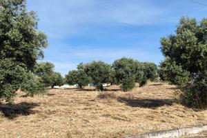? Splendido Uliveto di 1,71 Ettari a Statte