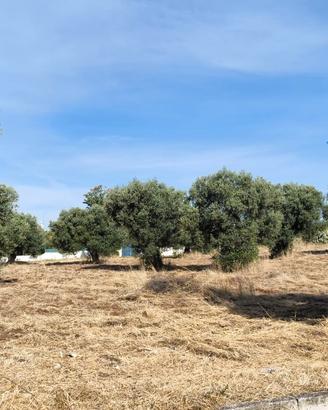 ? Splendido Uliveto di 1,71 Ettari a Statte