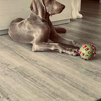 Weimaraner per accoppiamento