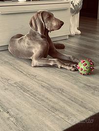 Weimaraner per accoppiamento