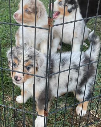 Vendita cuccioli australian shepherd