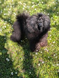 Cucciolona barboncina toy