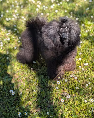 Cucciolona barboncina toy