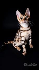 Cuccioli di gatto del Bengala 