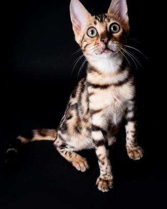 Cuccioli di gatto del Bengala 