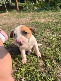 Cuccioli taglia media